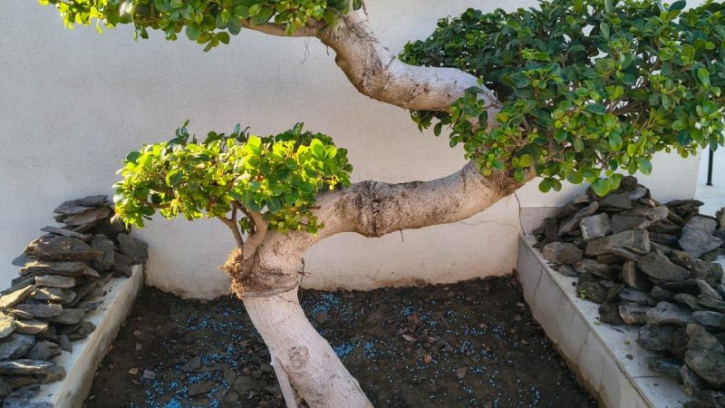 WhatsApp Image 2026-02-04 at 12.27.10