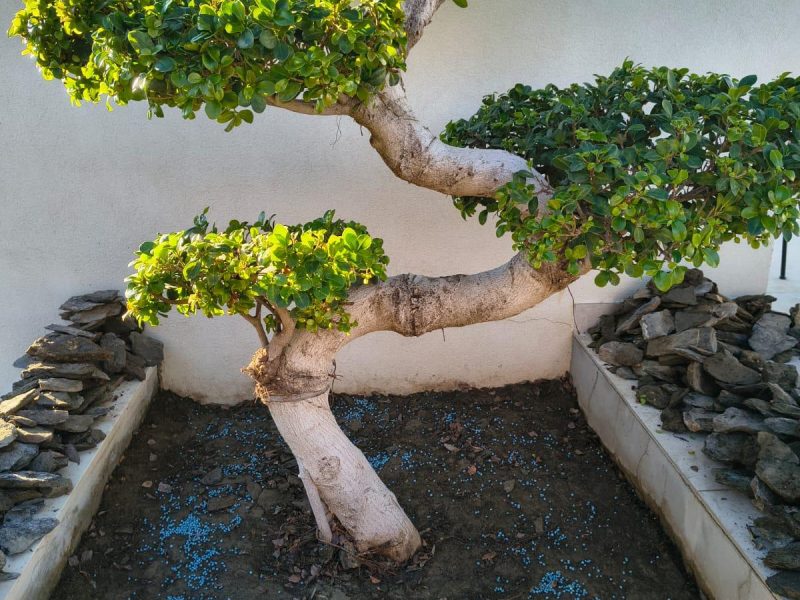 WhatsApp Image 2026-02-04 at 12.27.10